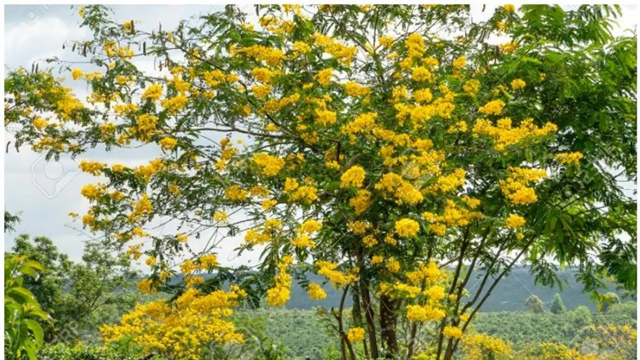 മൊഞ്ചുകൂട്ടാൻ നട്ടുപിടിപ്പിച്ചു; കാട് മുടിക്കുന്ന മഞ്ഞക്കൊന്ന മുറിച്ചുമാറ്റാൻ കൂടുതൽ നടപടികളുമായി വനം വകുപ്പ് മൊഞ്ചുകൂട്ടാൻ നട്ടുപിടിപ്പിച്ചു; കാട് മുടിക്കുന്ന മഞ്ഞക്കൊന്ന മുറിച്ചുമാറ്റാൻ കൂടുതൽ നടപടികളുമായി വനം വകുപ്പ്