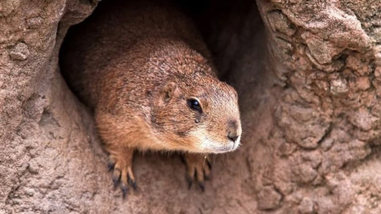 করোনা সঙ্কটের মধ্যে এবার হানা দিল প্লেগ, চিনের জন্যে আরেক মহামারির আশঙ্কা বিশ্বে করোনা সঙ্কটের মধ্যে এবার হানা দিল প্লেগ, চিনের জন্যে আরেক মহামারির আশঙ্কা বিশ্বে