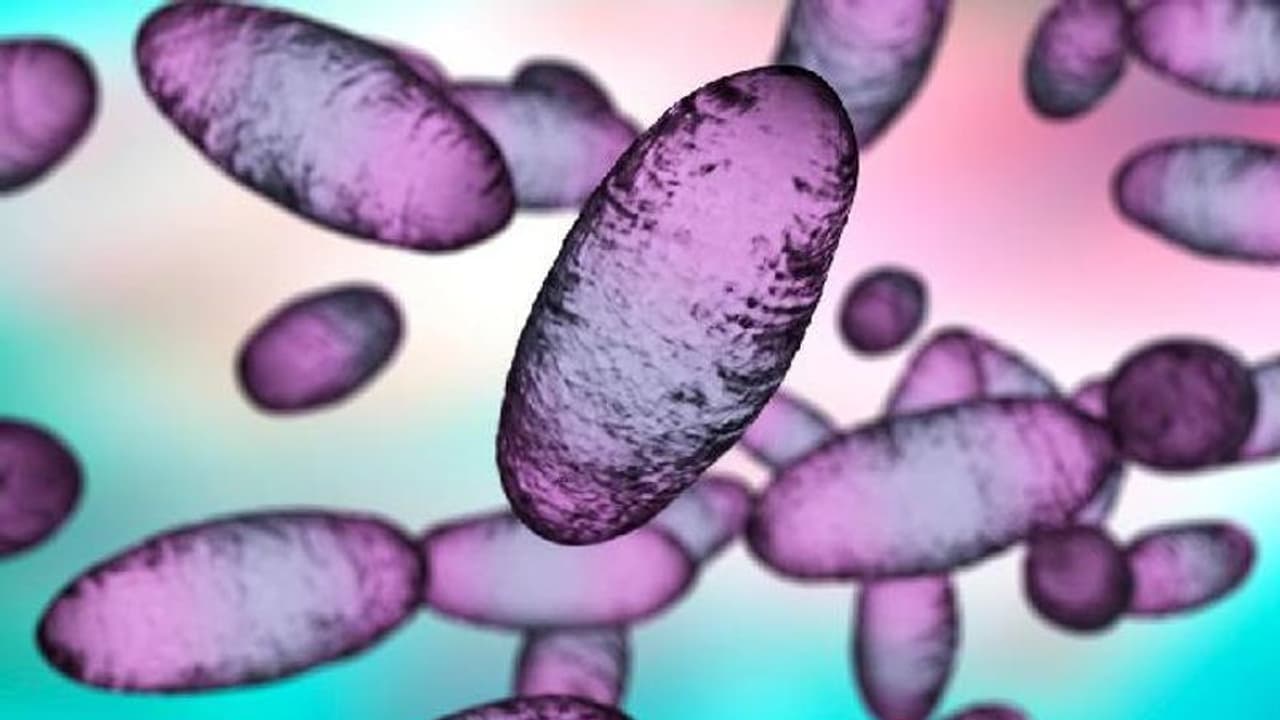 കൊവിഡിന് പിന്നാലെ ചൈനയിൽ ബ്യുബോണിക് പ്ലേഗ് പടർന്നു പിടിക്കാൻ സാധ്യതയെന്ന് മുന്നറിയിപ്പ് കൊവിഡിന് പിന്നാലെ ചൈനയിൽ ബ്യുബോണിക് പ്ലേഗ് പടർന്നു പിടിക്കാൻ സാധ്യതയെന്ന് മുന്നറിയിപ്പ്