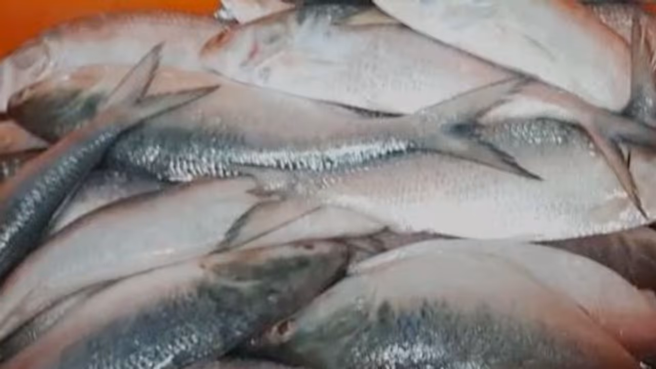 Digha gets first batch of Hilsa fish in his season Digha gets first batch of Hilsa fish in his season