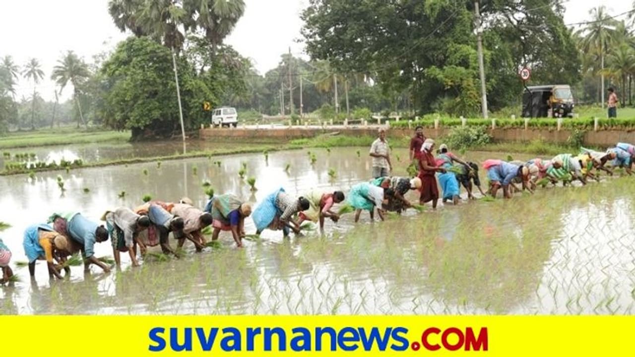 ಕೊರೋನಾ ಎಫೆಕ್ಟ್: ಭತ್ತದ ಬೆಳೆ ಭರ್ಜರಿ ಹೆಚ್ಚಳ!