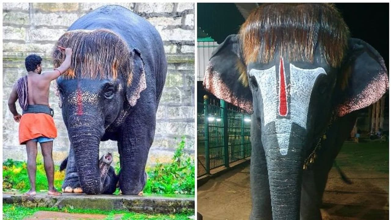 സമൂഹമാധ്യമങ്ങളില് വീണ്ടും വൈറലായി 'ബോബ് കട്ട് സെങ്കമലം' സമൂഹമാധ്യമങ്ങളില് വീണ്ടും വൈറലായി 'ബോബ് കട്ട് സെങ്കമലം'