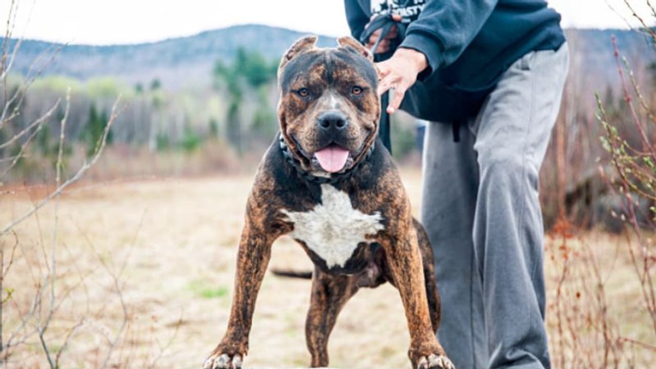 বকেয়া মাইনে চাইতেই লেলিয়ে দিল কুকুর, স্পা মালিকের নির্মমতায় ক্ষতবিক্ষত মহিলা কর্মী বকেয়া মাইনে চাইতেই লেলিয়ে দিল কুকুর, স্পা মালিকের নির্মমতায় ক্ষতবিক্ষত মহিলা কর্মী