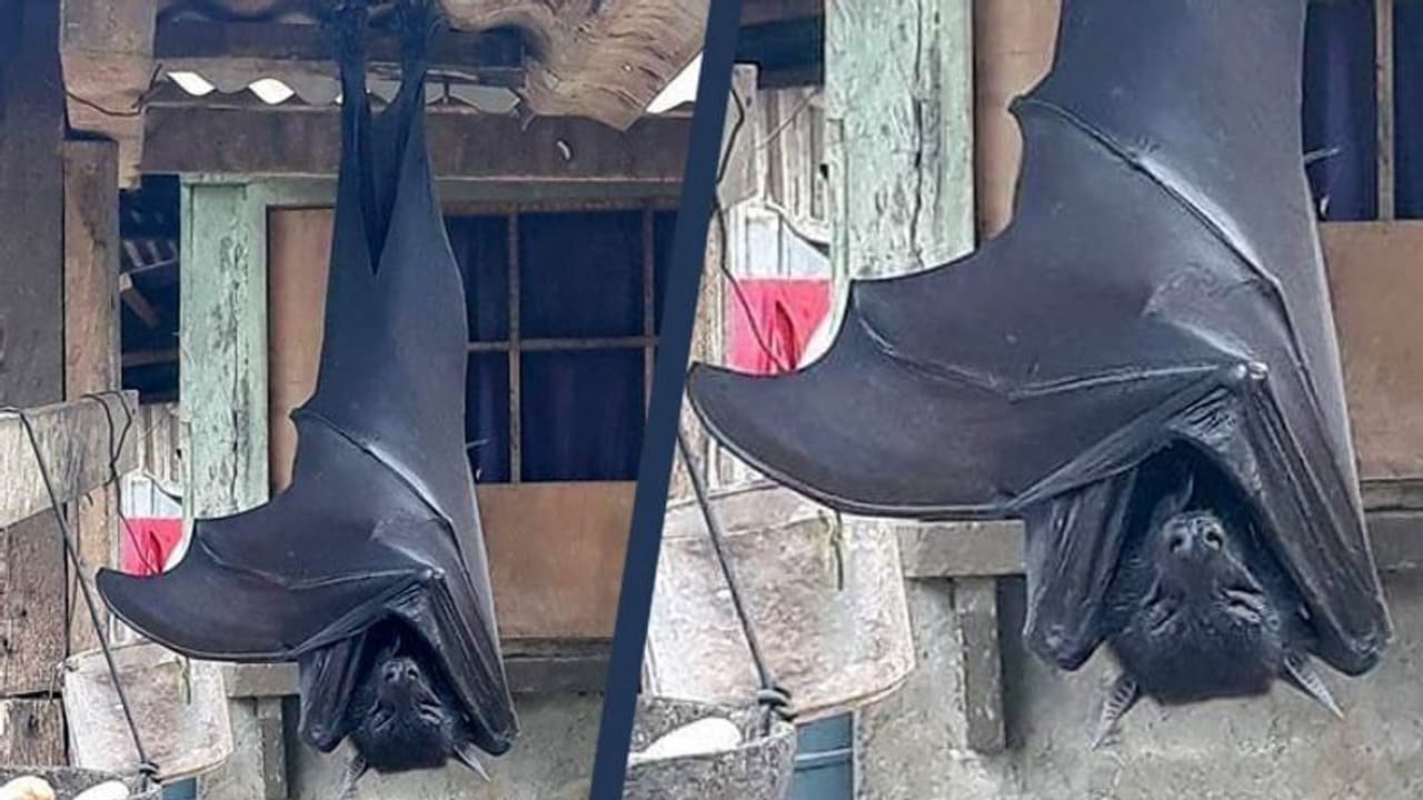 মানুষের মত বিশালাকার বাদুড়, ভাইরাল হওয়া ছবি ঘিরে আতঙ্কে নেট দুনিয়া