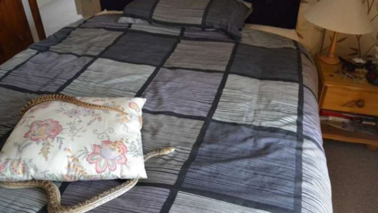 बिस्तर पर जैसे ही लेटा कपल, तभी तकिया के नीचे दिखा 5 फीट का सांप..फिर हुआ कुछ ऐसा कि मची चीख पुकार बिस्तर पर जैसे ही लेटा कपल, तभी तकिया के नीचे दिखा 5 फीट का सांप..फिर हुआ कुछ ऐसा कि मची चीख पुकार