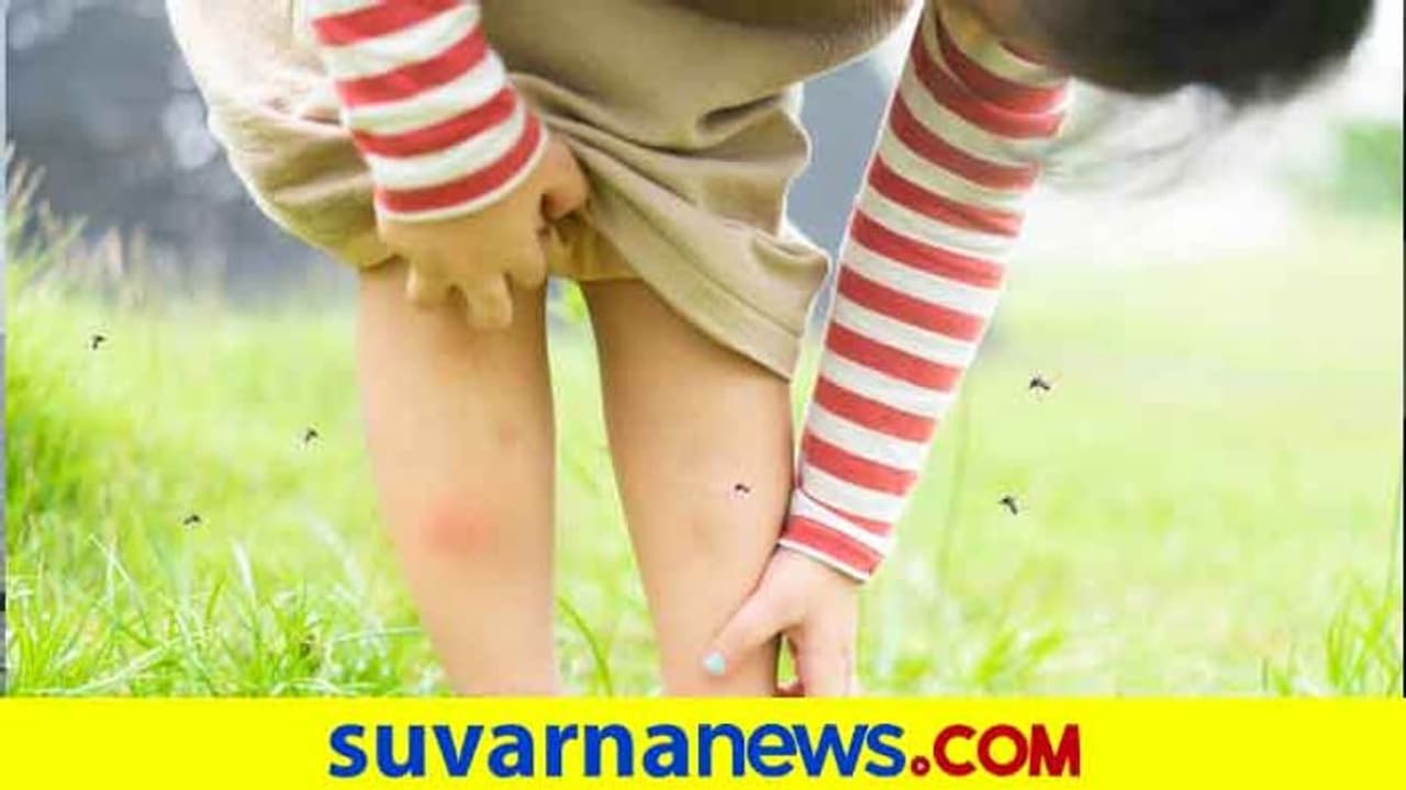 ಕೊರೋನಾ ಜೊತೆ ಮತ್ತೊಂದು ಆತಂಕ: ಮಡಿಕೇರಿಯಲ್ಲಿ 7 ಡೆಂಘೀ ಪ್ರಕರಣ