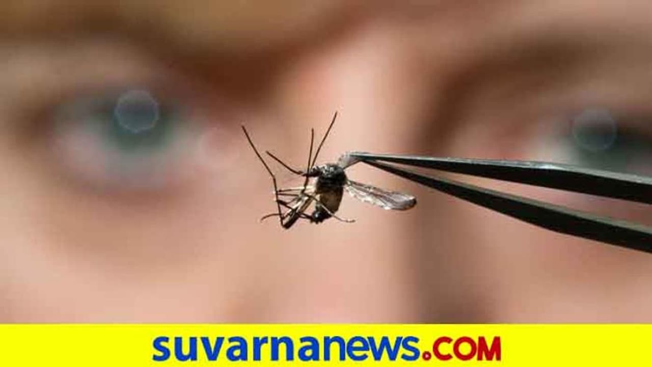 ಕೊರೋನಾಕ್ಕೆ ಬೆಚ್ಚಿ ಬಿದ್ದ ಜನ ಈಗ ಡೆಂಘೀ ಜ್ವರಕ್ಕೆ ತತ್ತರ..! ಕೊರೋನಾಕ್ಕೆ ಬೆಚ್ಚಿ ಬಿದ್ದ ಜನ ಈಗ ಡೆಂಘೀ ಜ್ವರಕ್ಕೆ ತತ್ತರ..!