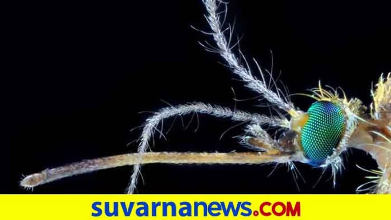 ಕೊರೋನಾ ನಡುವೆ ಡೆಂಘೀ ಆತಂಕ ಶುರು! ಕೊರೋನಾ ನಡುವೆ ಡೆಂಘೀ ಆತಂಕ ಶುರು!