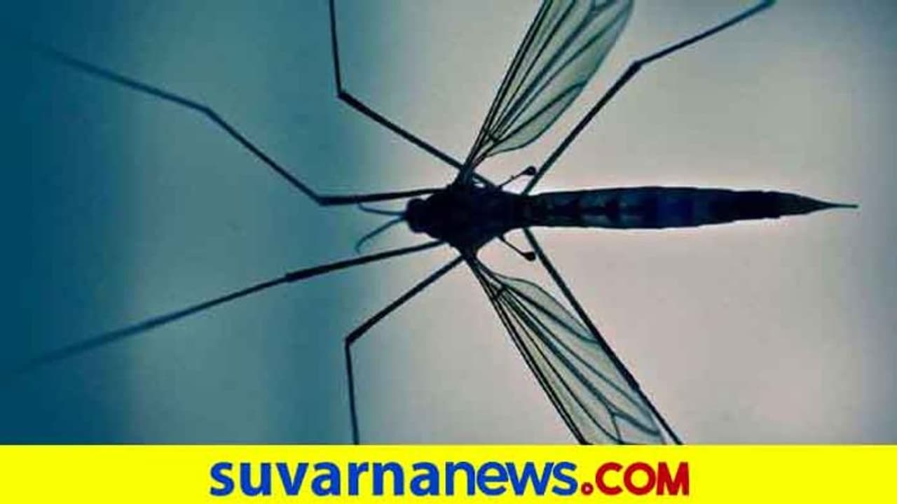 ದಕ್ಷಿಣ ಕನ್ನಡ: ಕೊರೋನಾ ಸಮಯದಲ್ಲಿ 40 ಡೆಂಘೀ ಕೇಸ್! ದಕ್ಷಿಣ ಕನ್ನಡ: ಕೊರೋನಾ ಸಮಯದಲ್ಲಿ 40 ಡೆಂಘೀ ಕೇಸ್!