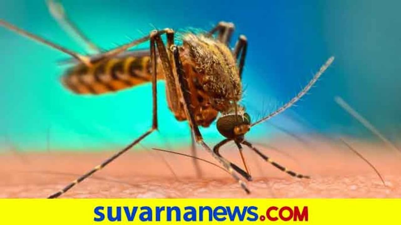 ವೈರಸ್ ಸೊಳ್ಳೆ ನಿಗ್ರಹಕ್ಕೆ ಹೈಬ್ರಿಡ್ ಸೊಳ್ಳೆ! ವೈರಸ್ ಸೊಳ್ಳೆ ನಿಗ್ರಹಕ್ಕೆ ಹೈಬ್ರಿಡ್ ಸೊಳ್ಳೆ!