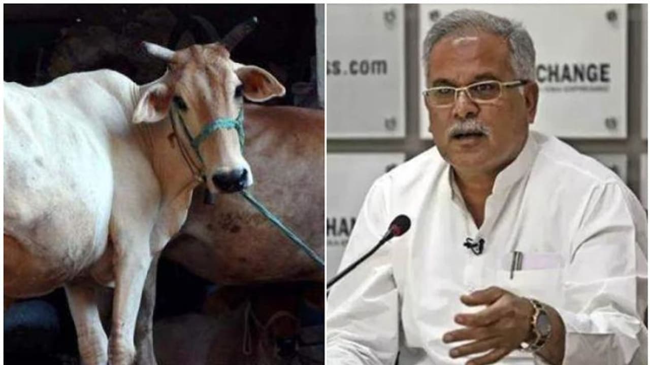 കര്ഷകരില് നിന്ന് ചാണകം വാങ്ങാന് ഛത്തീസ്ഗഡ് സർക്കാർ; പ്രശംസിച്ച് ആര്എസ്എസ്, എതിര്ത്ത് ബിജെപി കര്ഷകരില് നിന്ന് ചാണകം വാങ്ങാന് ഛത്തീസ്ഗഡ് സർക്കാർ; പ്രശംസിച്ച് ആര്എസ്എസ്, എതിര്ത്ത് ബിജെപി