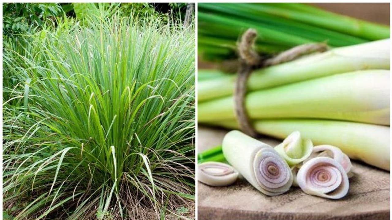 ലെമൺ​ ​ഗ്രാസ് പ്രതിരോധശേഷി വർദ്ധിപ്പിക്കാൻ സഹായിക്കുമോ...?