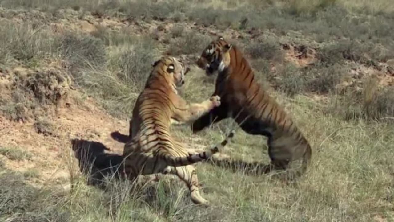 കാട്ടിനുള്ളില് മല്പ്പിടുത്തം നടത്തുന്ന കടുവകള് വീഡിയോ കാട്ടിനുള്ളില് മല്പ്പിടുത്തം നടത്തുന്ന കടുവകള് വീഡിയോ