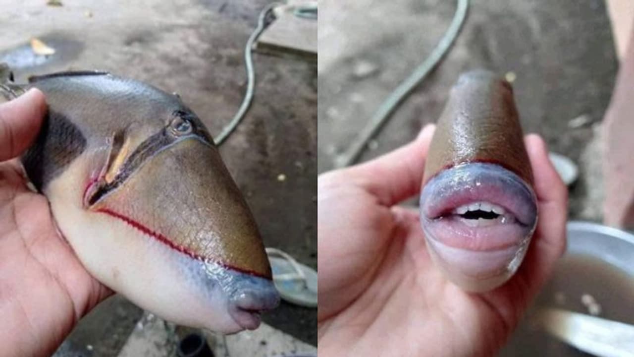 অবিশ্বাস্য, হুবহু যেন মানুষের মতো, ঠোঁট দাঁত যুক্ত বিরল মাছ মুহূর্তে ভাইরাল নেটদুনিয়ায়