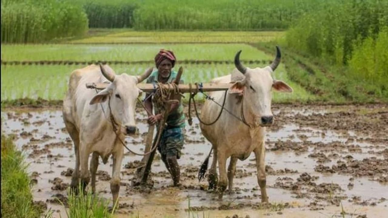 கந்து வட்டிக் கும்பல்களிடம் விவசாயிகள் சிக்கும் அபாயம்..!! நகைக் கடன் வழங்குவதை உறுதி செய்ய கோரிக்கை..!!