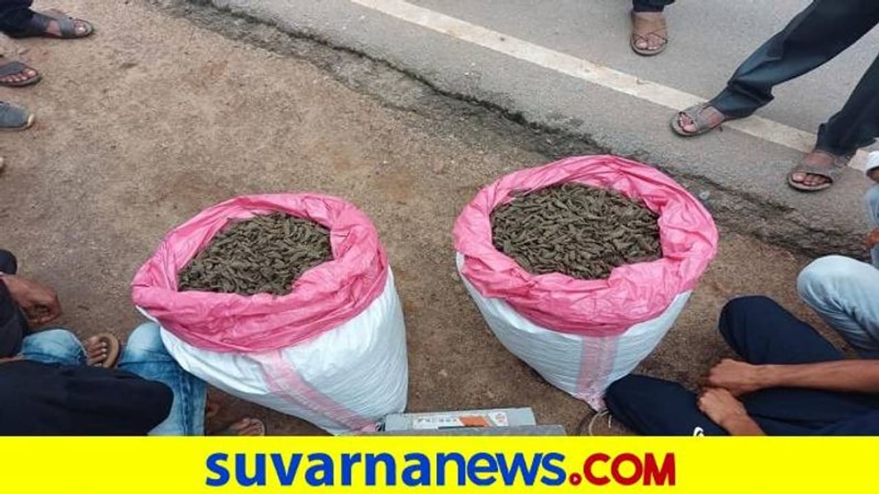 ಚಿಕ್ಕಮಗಳೂರು: ಪೊಲೀಸರ ದಾಳಿ, 12.50 ಲಕ್ಷ ಮೌಲ್ಯದ 50 ಕೆ.ಜಿ ಗಾಂಜಾ ಜಪ್ತಿ ಚಿಕ್ಕಮಗಳೂರು: ಪೊಲೀಸರ ದಾಳಿ, 12.50 ಲಕ್ಷ ಮೌಲ್ಯದ 50 ಕೆ.ಜಿ ಗಾಂಜಾ ಜಪ್ತಿ