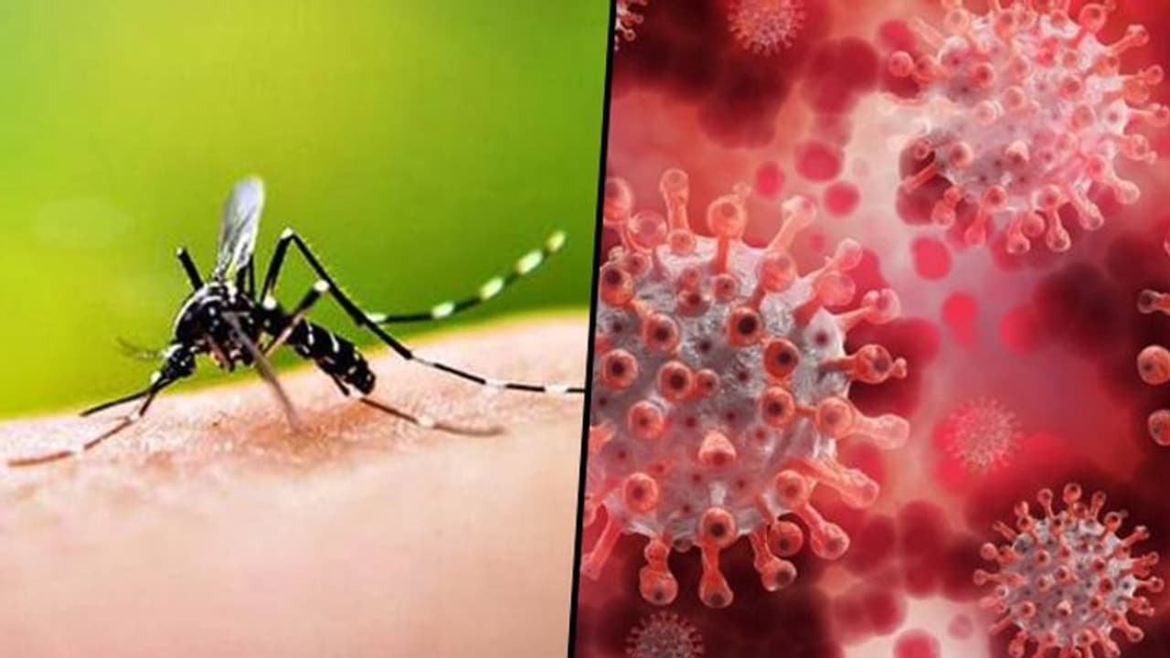 করোনার পর ভারতের উপর চোখ রাঙাচ্ছে আরও একটি চিনা ভাইরাস, আশঙ্কার কথা শোনাল আইসিএমআর করোনার পর ভারতের উপর চোখ রাঙাচ্ছে আরও একটি চিনা ভাইরাস, আশঙ্কার কথা শোনাল আইসিএমআর