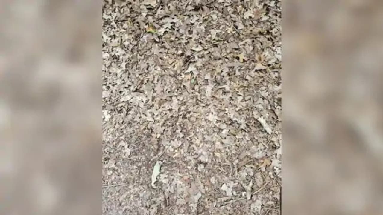 15 സെക്കന്റുകള് മാത്രം, ഈ ചിത്രത്തിലെ പാമ്പിനെ കണ്ടെത്താമോ, ചലഞ്ച് 15 സെക്കന്റുകള് മാത്രം, ഈ ചിത്രത്തിലെ പാമ്പിനെ കണ്ടെത്താമോ, ചലഞ്ച്