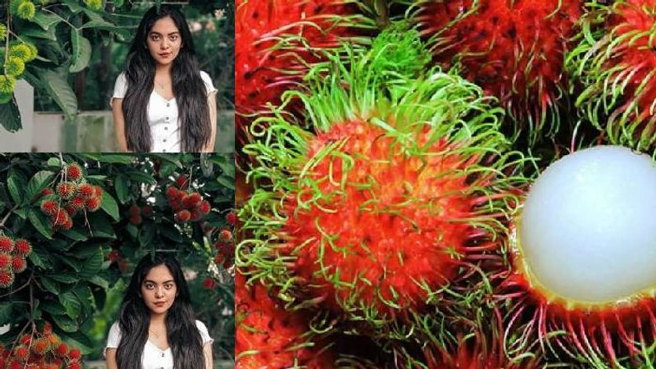 'പഴങ്ങളിലെ രാജകുമാരി'; റംബൂട്ടാനെ കുറിച്ച് അഹാനയ്ക്ക് പറയാനുള്ളത്... 'പഴങ്ങളിലെ രാജകുമാരി'; റംബൂട്ടാനെ കുറിച്ച് അഹാനയ്ക്ക് പറയാനുള്ളത്...