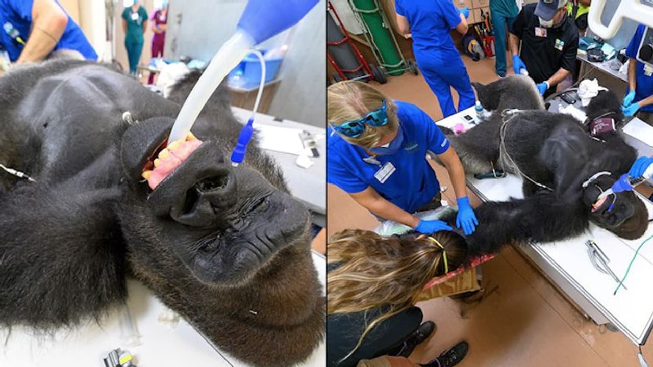 Coronavirus: 196kg gorilla 'Shango' undergoes COVID 19 test in Miami Coronavirus: 196kg gorilla 'Shango' undergoes COVID 19 test in Miami