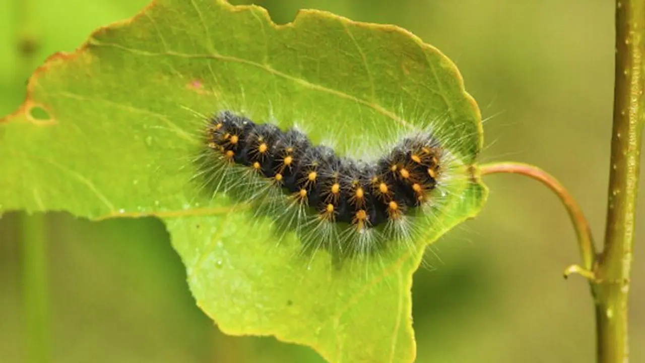 Doctors find 3.8 cm long worm in woman’s tonsil after she ate fish