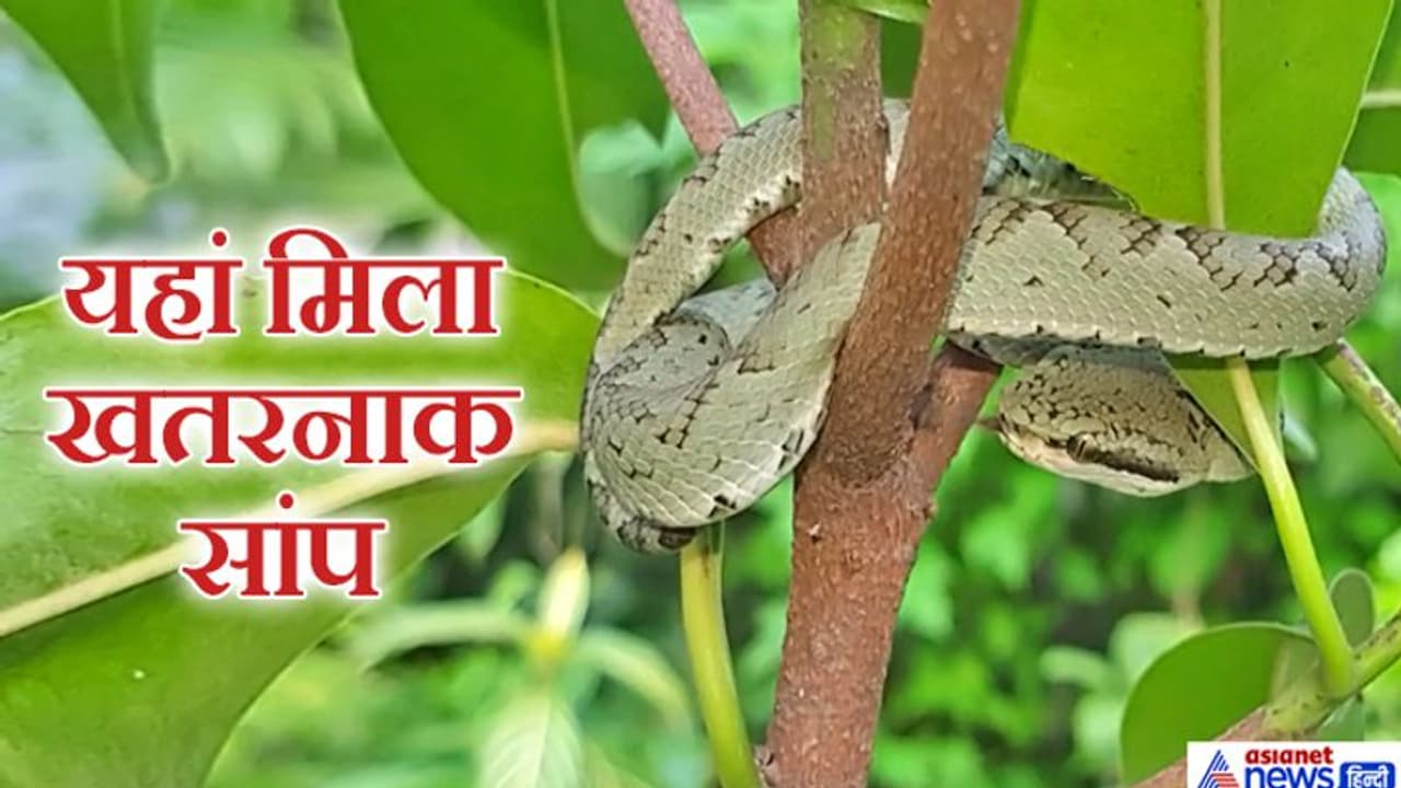 यहां मिला एक खतरनाक सांप...गुस्सा होने पर कर देता है हमला, जानिए इसके बारे में यहां मिला एक खतरनाक सांप...गुस्सा होने पर कर देता है हमला, जानिए इसके बारे में