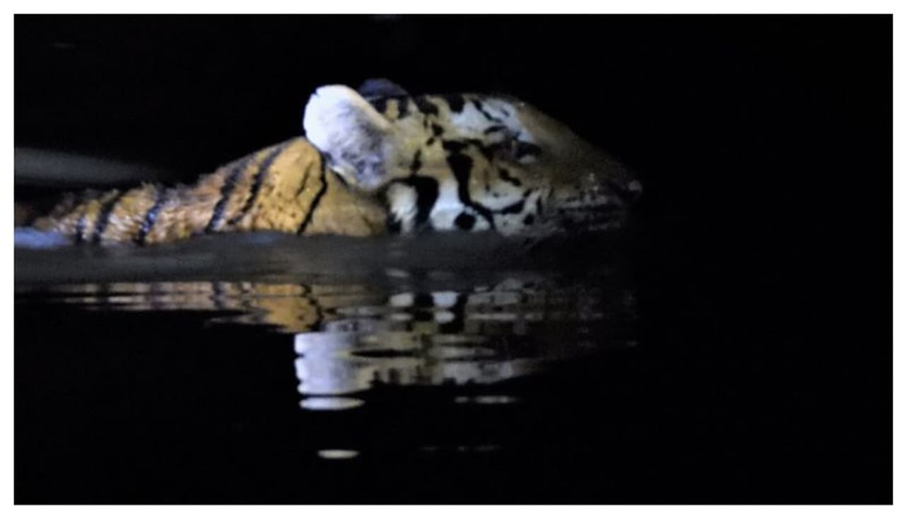 প্রবাদ সত্যি হল বানভাসি কাজিরাঙায়, প্রাণ বাঁচাতে ছাগলের ঘরে আশ্রয় নিল বাঘ, দেখুন সেই ভিডিও প্রবাদ সত্যি হল বানভাসি কাজিরাঙায়, প্রাণ বাঁচাতে ছাগলের ঘরে আশ্রয় নিল বাঘ, দেখুন সেই ভিডিও