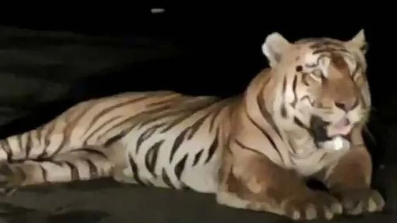 തിരക്കേറിയ റോഡിന് നടുവില് വിശ്രമിക്കുന്ന കടുവ, വീഡിയോ തിരക്കേറിയ റോഡിന് നടുവില് വിശ്രമിക്കുന്ന കടുവ, വീഡിയോ