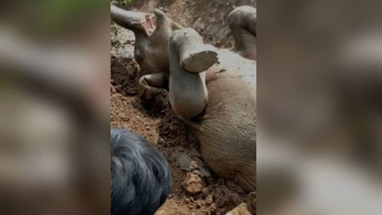 চা বাগানে ঢুকে নালা পড়ল হস্তিশাবক, স্থানীয়দের তৎপরতায় বাঁচল প্রাণ চা বাগানে ঢুকে নালা পড়ল হস্তিশাবক, স্থানীয়দের তৎপরতায় বাঁচল প্রাণ