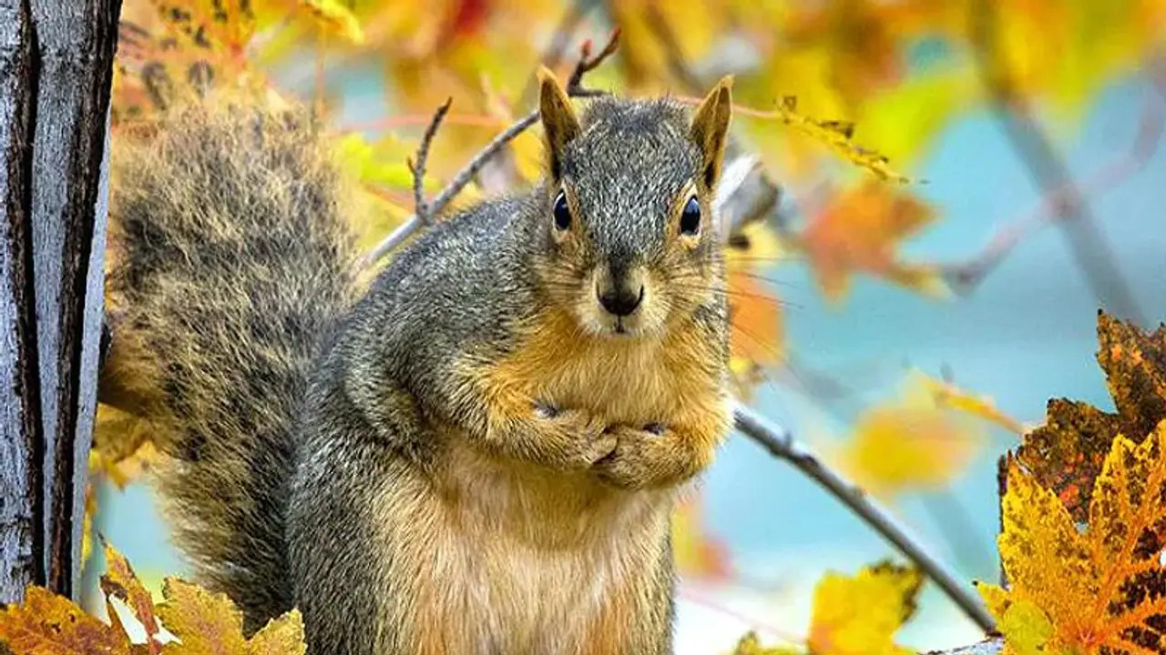 അമേരിക്കയില് വീണ്ടും പ്ലേഗ് സ്ഥിരീകരിച്ചു അമേരിക്കയില് വീണ്ടും പ്ലേഗ് സ്ഥിരീകരിച്ചു