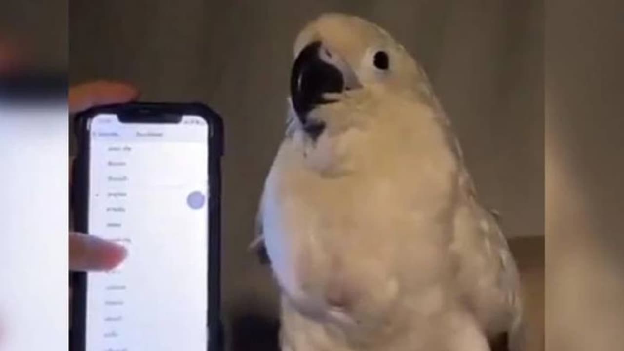 പാട്ടിനൊത്ത് ഡാന്‍സ് കളിക്കുന്ന തത്ത; വൈറലായി വീഡിയോ