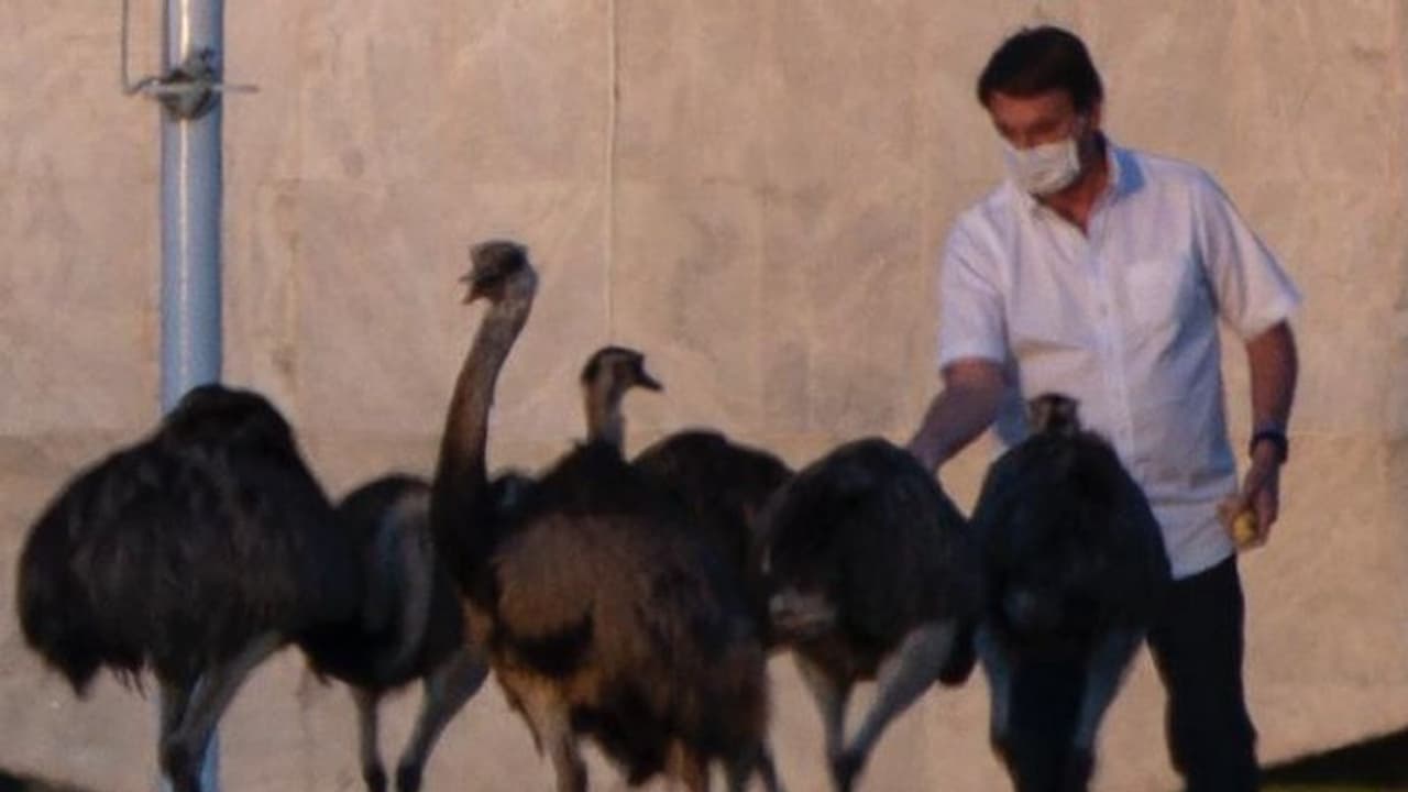 একটি পাখি আরও ভয়ঙ্কর করে দিল ব্রাজিল প্রেসিডেন্টের কোয়ারেন্টাই, করোনা আক্রান্ত বোলসোনারো একটি পাখি আরও ভয়ঙ্কর করে দিল ব্রাজিল প্রেসিডেন্টের কোয়ারেন্টাই, করোনা আক্রান্ত বোলসোনারো