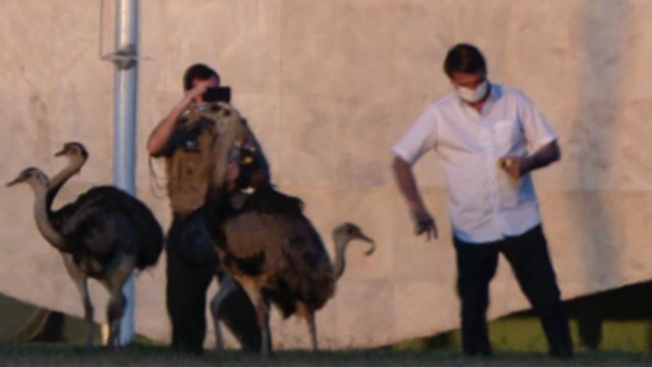 ക്വാറന്റീന് 'ഹൊറിബിള്' ആണെന്ന് പ്രഖ്യാപിച്ചതിന് പിന്നാലെ ബ്രസീല് പ്രസിഡന്റിന് പക്ഷിയുടെ കടിയും... ക്വാറന്റീന് 'ഹൊറിബിള്' ആണെന്ന് പ്രഖ്യാപിച്ചതിന് പിന്നാലെ ബ്രസീല് പ്രസിഡന്റിന് പക്ഷിയുടെ കടിയും...