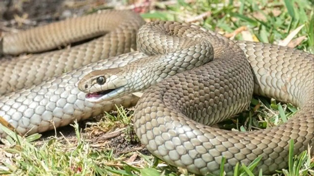 সাপে কাটার পর দম্পতিকে ঝাড়ফুঁক ওঝার, বসিরহাটে কুংস্কারের বলি হলেন প্রৌঢ় সাপে কাটার পর দম্পতিকে ঝাড়ফুঁক ওঝার, বসিরহাটে কুংস্কারের বলি হলেন প্রৌঢ়
