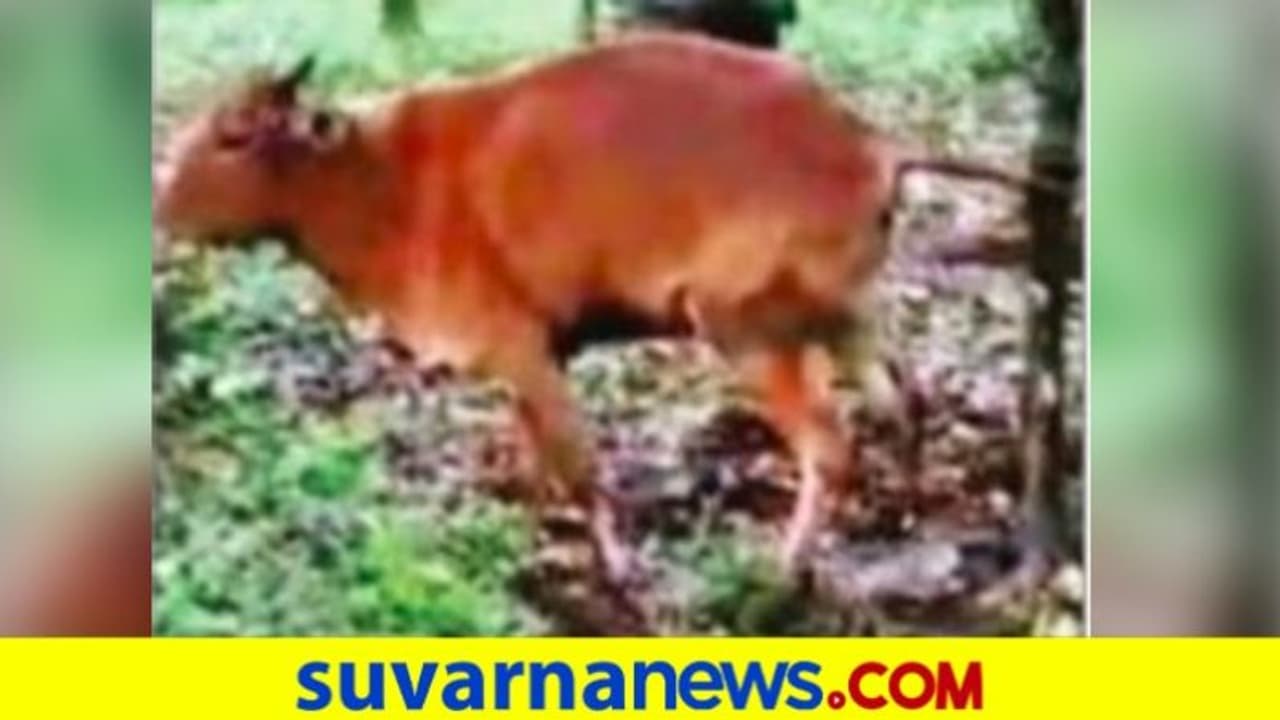 ದನದ ಬಾಲ ಹಿಡಿದ ಮರ, ಉಳವಿ ಕಾಡಿನಲ್ಲಿ ಅಚ್ಚರಿ!