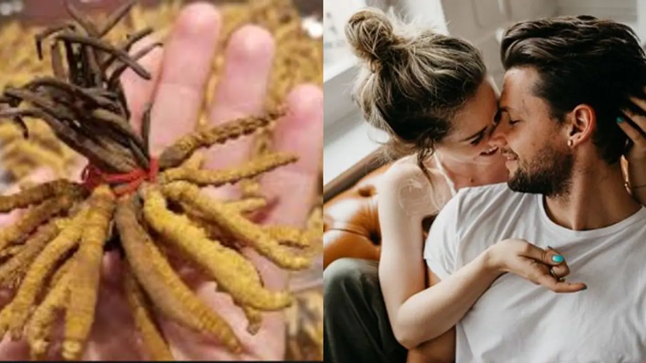 ಬಂಗಾರಕ್ಕಿಂತ ದುಬಾರಿ ಈ ಹಿಮಾಲಯನ್ ವಯಾಗ್ರ, ವಿಶೇಷತೆ ಏನು? ಬಂಗಾರಕ್ಕಿಂತ ದುಬಾರಿ ಈ ಹಿಮಾಲಯನ್ ವಯಾಗ್ರ, ವಿಶೇಷತೆ ಏನು?