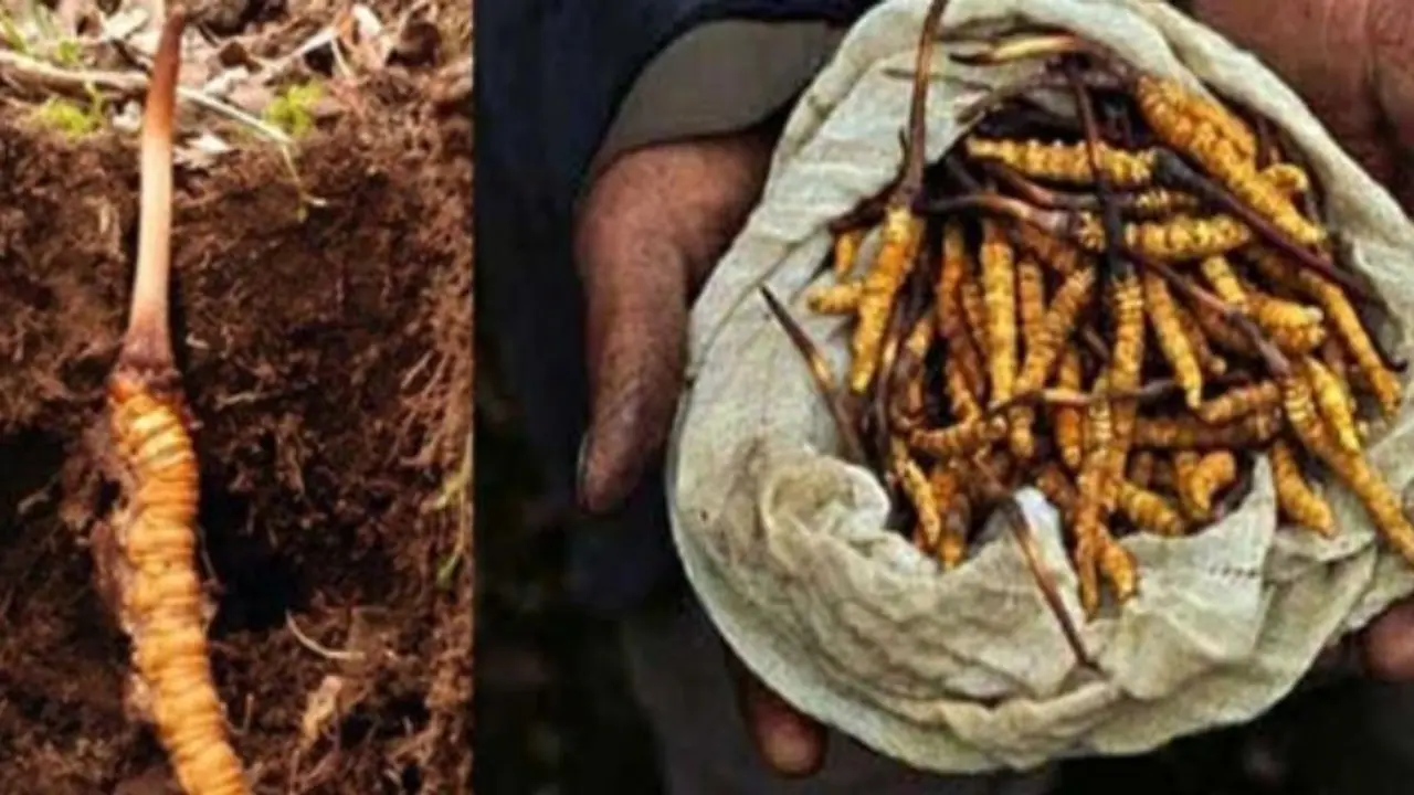 1 கிலோ ரூ.20 லட்சம்! இந்த ‘ இமயமலை வயகரா’ பற்றி தெரியுமா? அப்படி என்ன ஸ்பெஷல்?