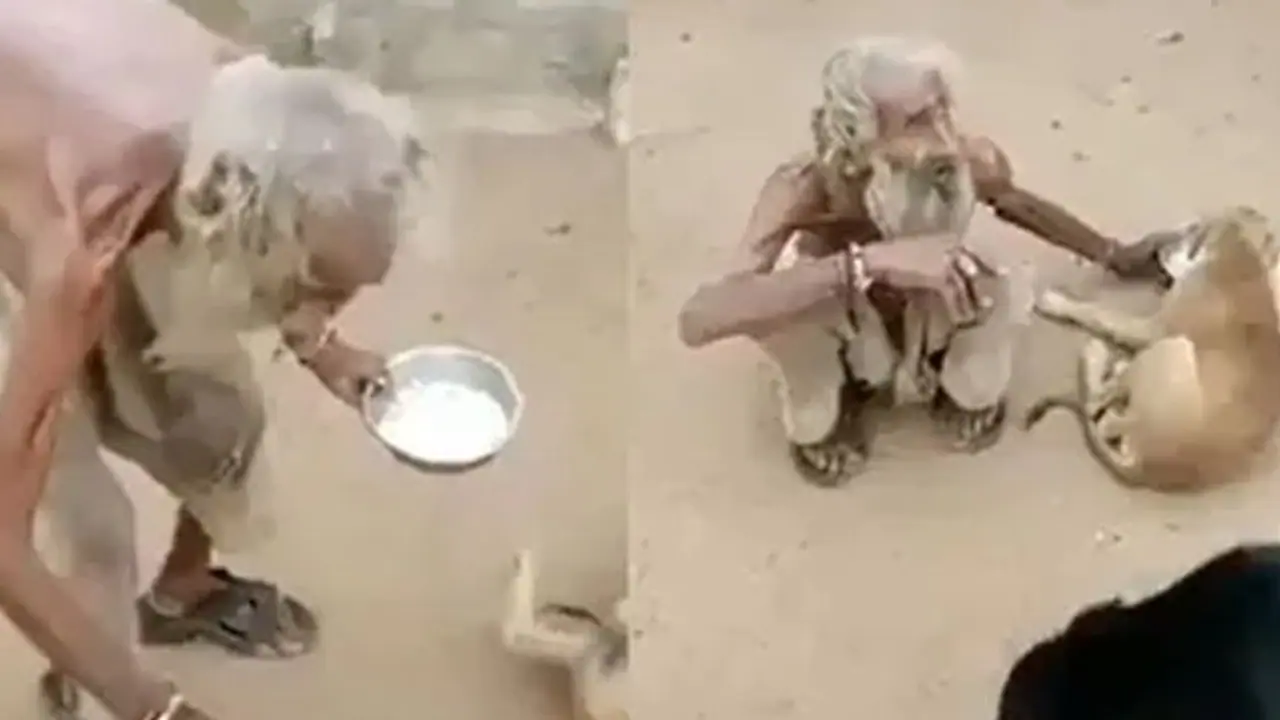 తన ఆహారాన్ని కుక్కలకి పంచి .. బిచ్చగాడి మానవత్వం, వీడియో వైరల్ తన ఆహారాన్ని కుక్కలకి పంచి .. బిచ్చగాడి మానవత్వం, వీడియో వైరల్