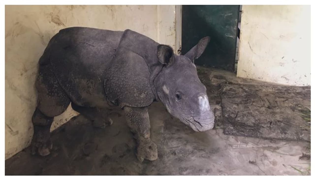 অসমে বন্যায় ভেসে যাওয়া গণ্ডার শাবককে বাঁচাল গ্রামবাসীরা, বিপন্ন কাজিরাঙা দেখলেন মুখ্যমন্ত্রী