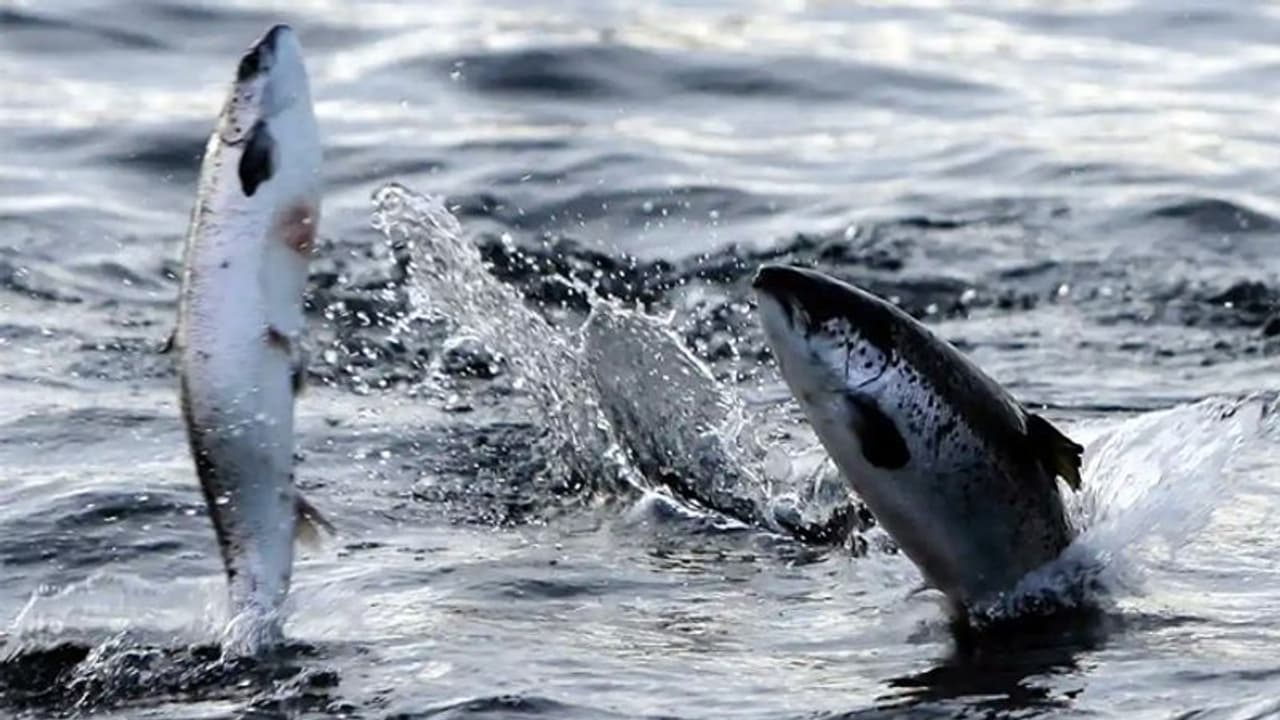 80 വര്ഷം കഴിഞ്ഞാല് കേരളത്തിലെ മത്സ്യങ്ങള്ക്കും അതിജീവനം സാധ്യമാകില്ലേ? 80 വര്ഷം കഴിഞ്ഞാല് കേരളത്തിലെ മത്സ്യങ്ങള്ക്കും അതിജീവനം സാധ്യമാകില്ലേ?