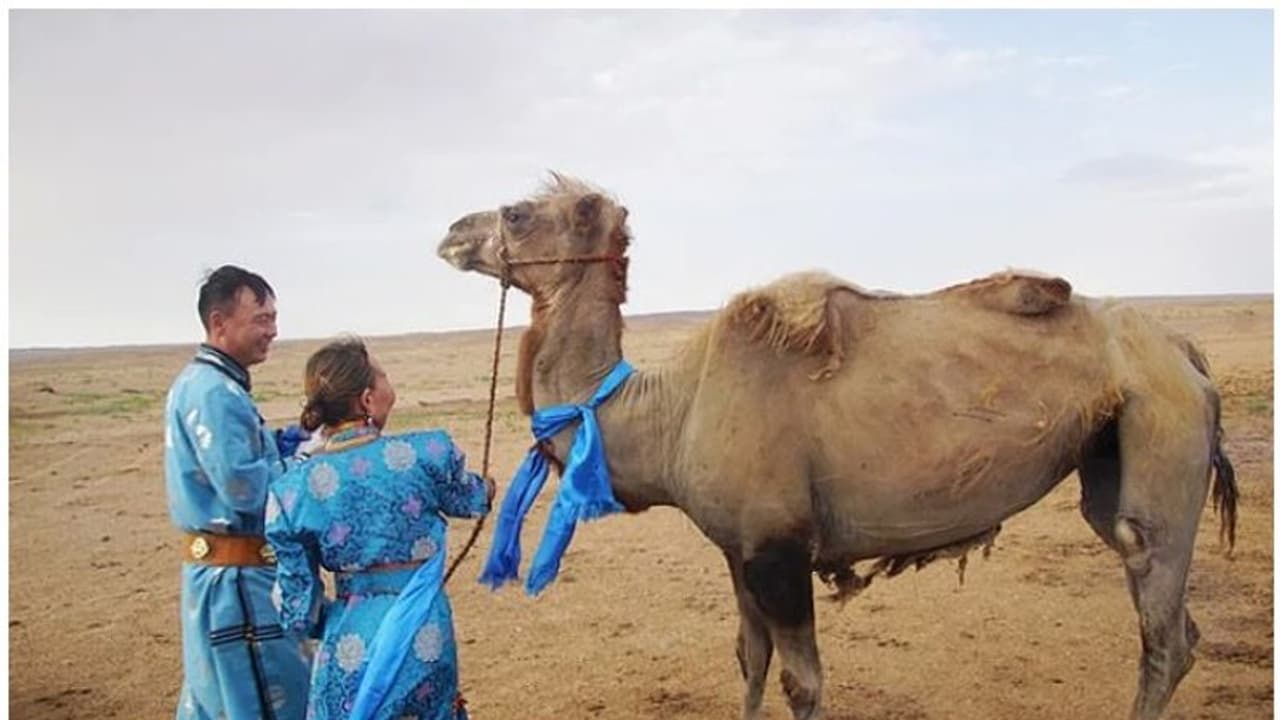 പ്രായമായതോടെ വിറ്റ് ഒഴിവാക്കിയ ഒട്ടകം യജമാനനെ തേടി അലഞ്ഞത് മാസങ്ങള് പ്രായമായതോടെ വിറ്റ് ഒഴിവാക്കിയ ഒട്ടകം യജമാനനെ തേടി അലഞ്ഞത് മാസങ്ങള്