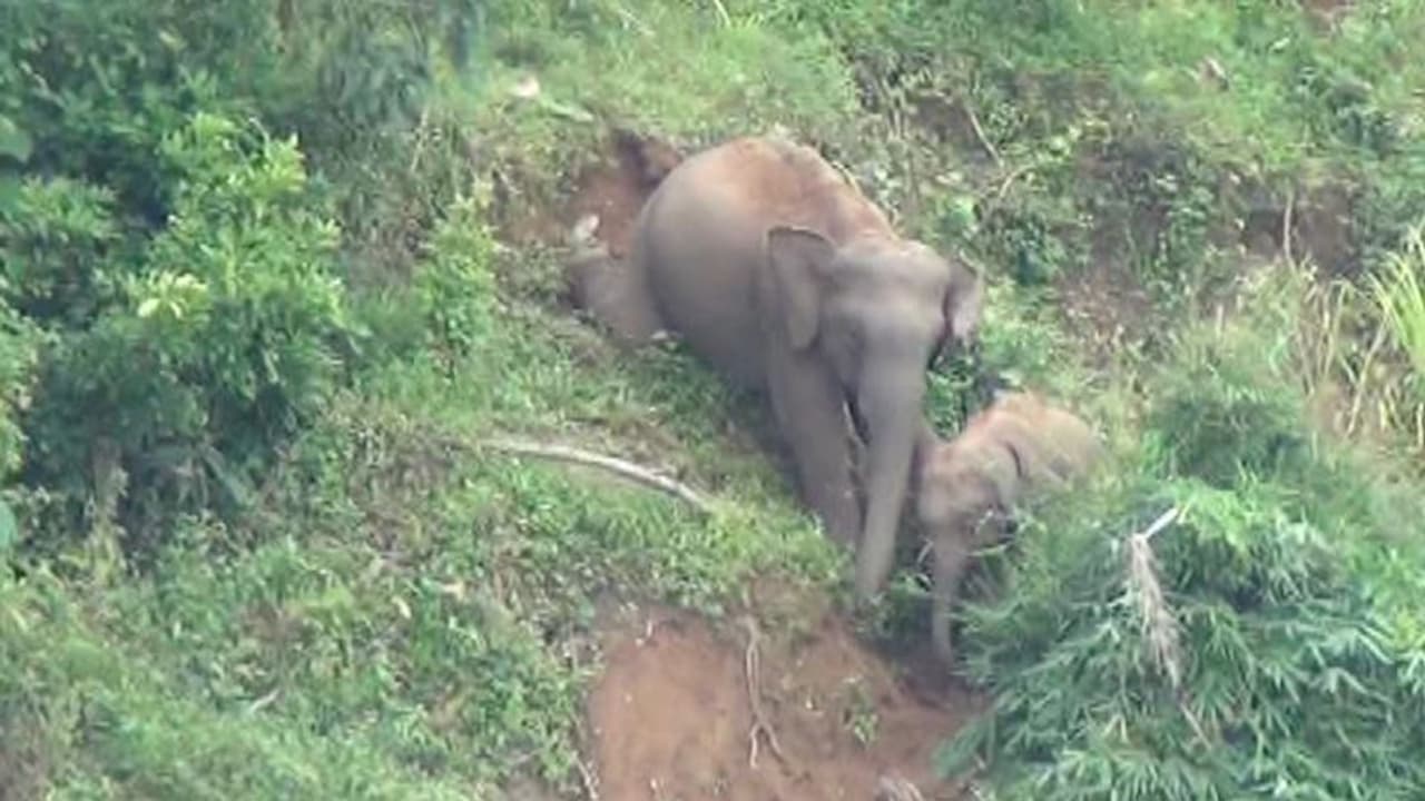 ನರಳಿ ನಾಲ್ಕು ತಿಂಗಳ ಗರ್ಭಿಣಿ ಕಾಡಾನೆ ಸಾವು ನರಳಿ ನಾಲ್ಕು ತಿಂಗಳ ಗರ್ಭಿಣಿ ಕಾಡಾನೆ ಸಾವು
