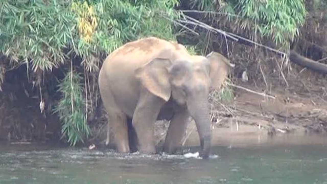 ഇന്ന് അന്താരാഷ്ട്ര ആന ദിനം: രണ്ട് വര്‍ഷത്തിനിടെ കേരളത്തില്‍ ചരിഞ്ഞത് 35 നാട്ടാനകള്‍