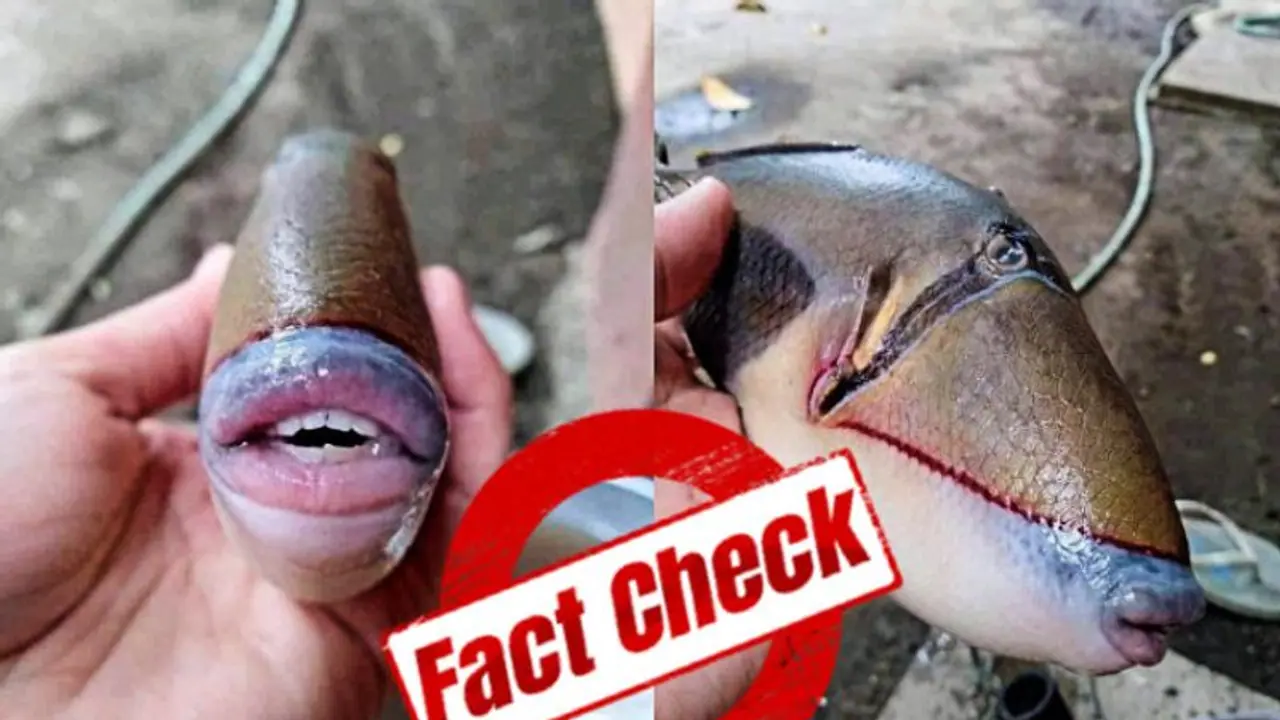 অবিকল মানুষের মতো দাঁত ঠোঁট, এইরকম মাছ কি সত্যিই হয় কী জানাচ্ছেন বিশেষজ্ঞরা