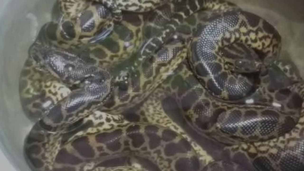 আলিপুরে এল নতুন অতিথি, চিড়িয়াখানায় জন্ম ১১টি হলুদ অ্যানাকোন্ডার আলিপুরে এল নতুন অতিথি, চিড়িয়াখানায় জন্ম ১১টি হলুদ অ্যানাকোন্ডার