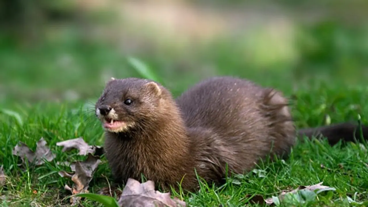 প্রাণী থেকেই ছড়াচ্ছে মারণ করোনা, আতঙ্কে হত্যা করা হচ্ছে লক্ষাধিক মিঙ্ককে প্রাণী থেকেই ছড়াচ্ছে মারণ করোনা, আতঙ্কে হত্যা করা হচ্ছে লক্ষাধিক মিঙ্ককে