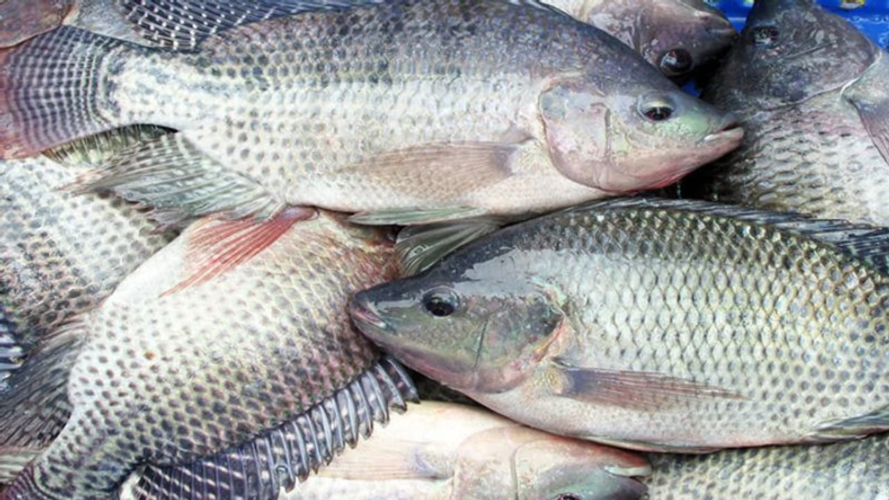 തിലാപ്പിയ എളുപ്പത്തില് വളര്ത്താന് അക്വാപോണിക്സ്... തിലാപ്പിയ എളുപ്പത്തില് വളര്ത്താന് അക്വാപോണിക്സ്...