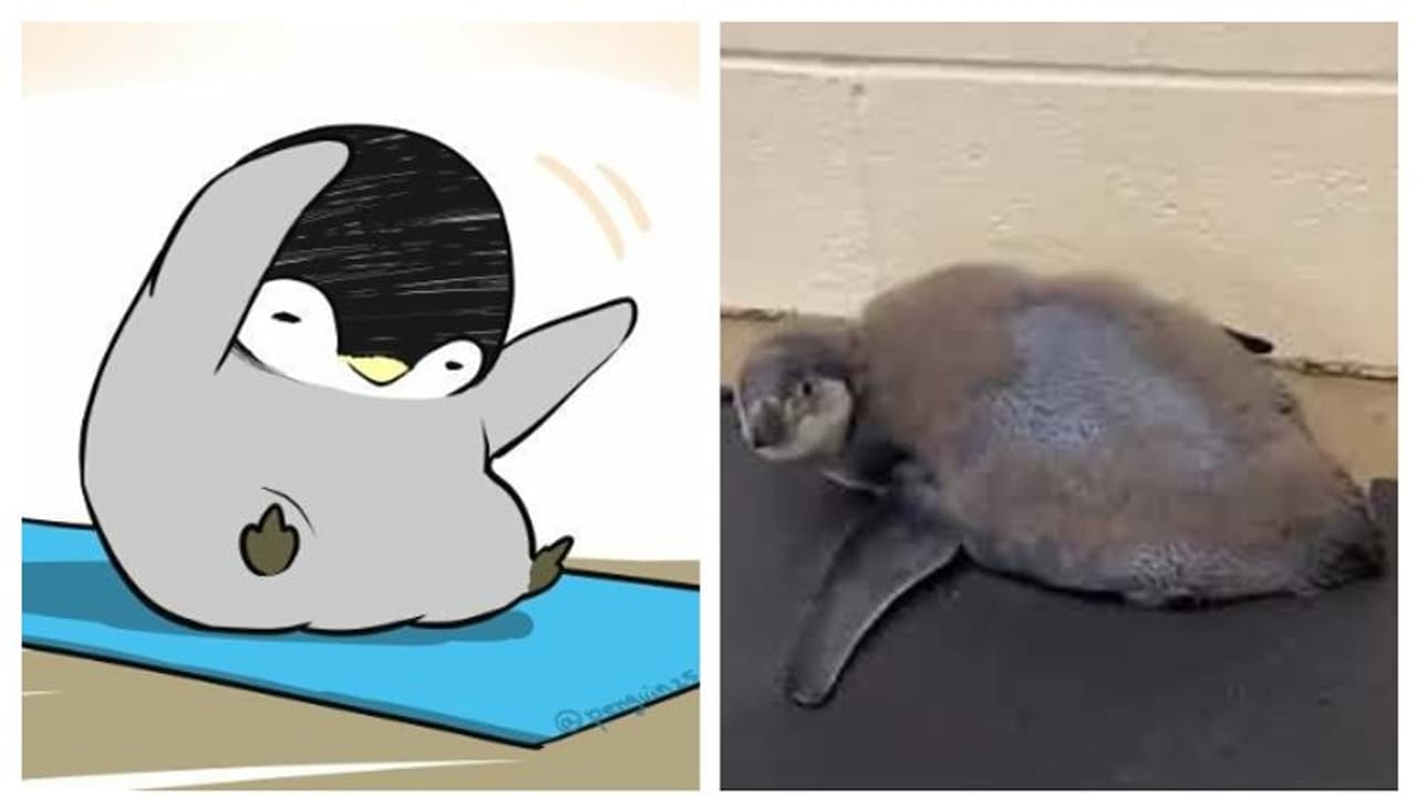 ইমিউনিটি বাড়াতে নিয়মিত যোগাভ্যাস, মোদীর দেখান পথেই হাঁটছে ছোট্ট পেঙ্গুইন ছানা, দেখুন ভিডিও ইমিউনিটি বাড়াতে নিয়মিত যোগাভ্যাস, মোদীর দেখান পথেই হাঁটছে ছোট্ট পেঙ্গুইন ছানা, দেখুন ভিডিও