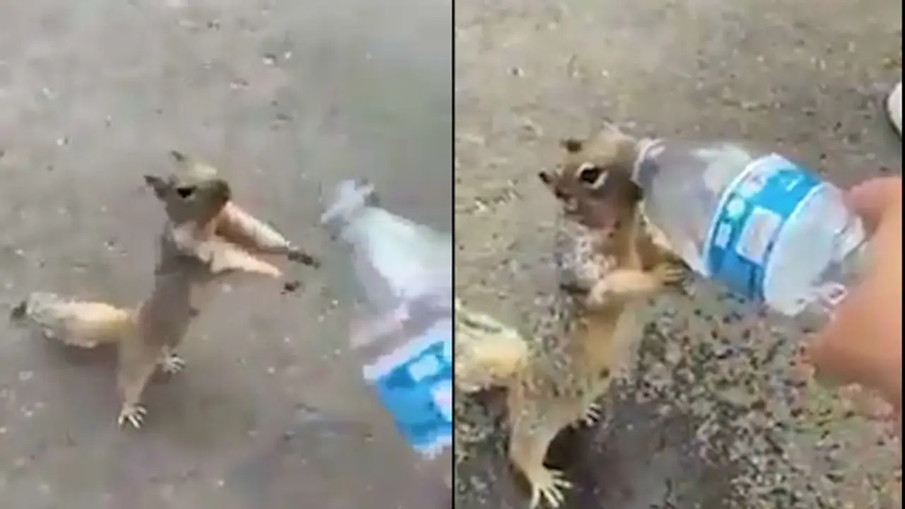 Watch: Thirsty squirrel asks for water; video melts netizens’ hearts Watch: Thirsty squirrel asks for water; video melts netizens’ hearts