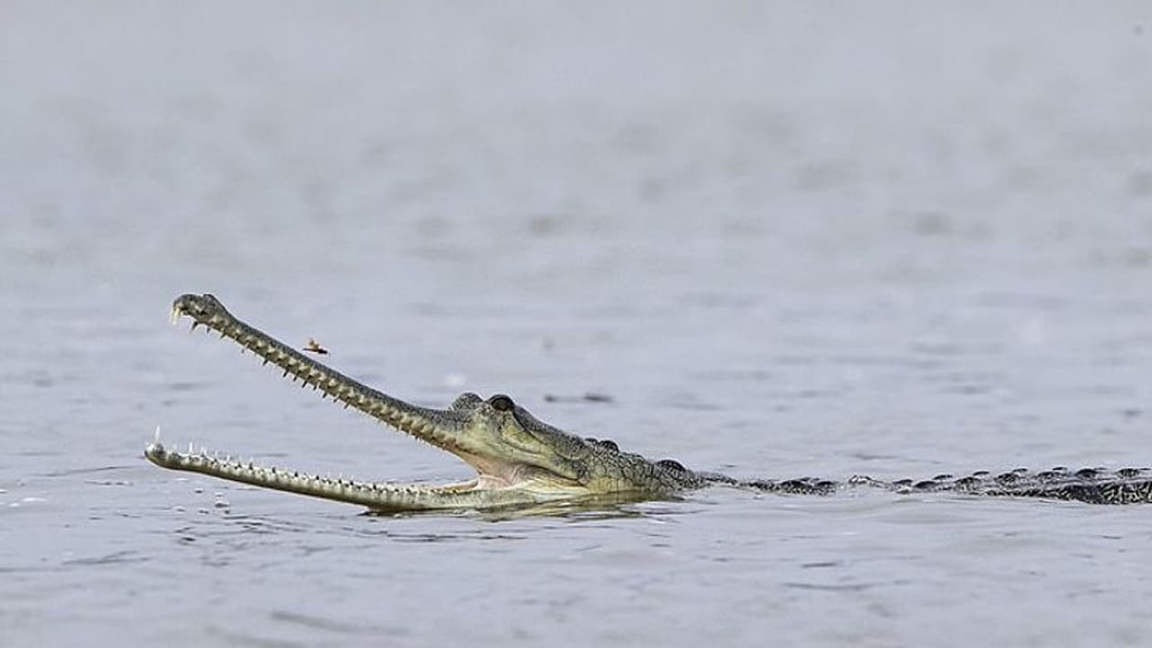 కుక్కను వాకింగ్ కి తీసుకువెడితే దాడి చేసిన మొసలి.. 85యేళ్ల వృద్ధురాలు మృతి.. 